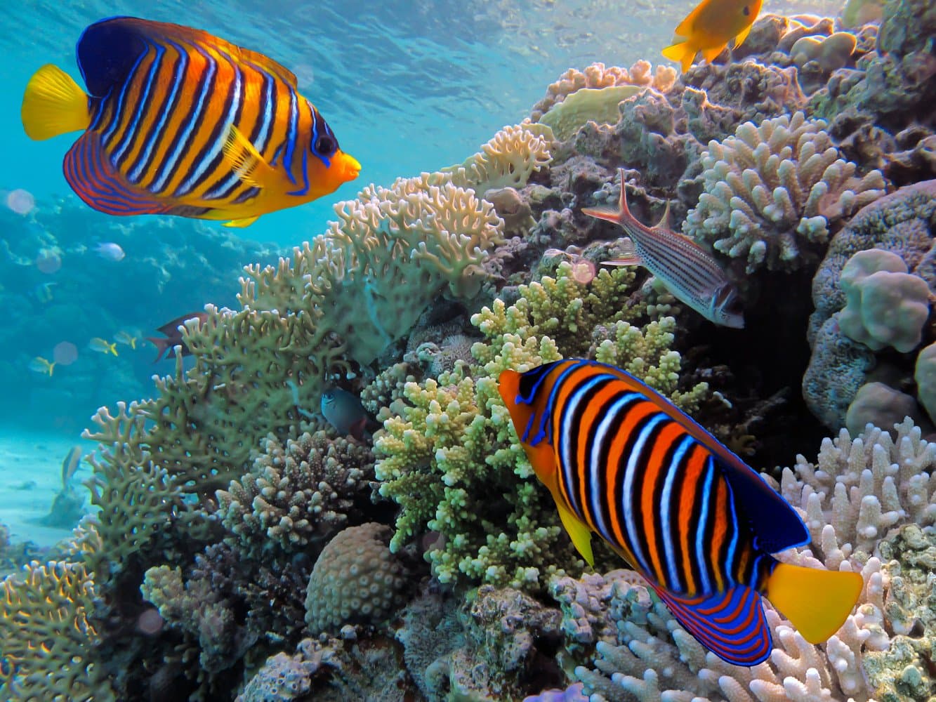 Snorkelling in Bentota