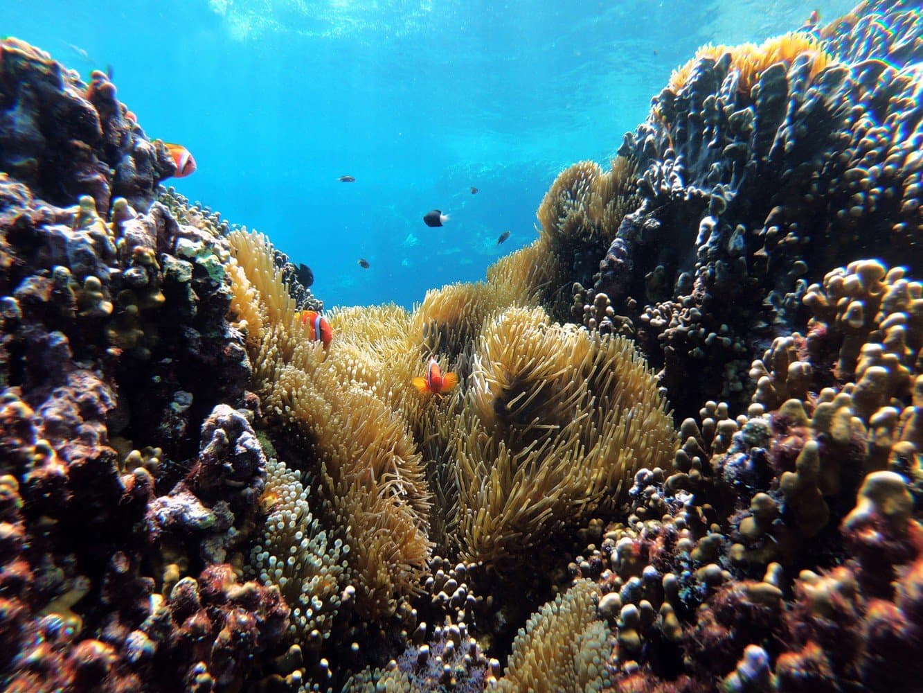 Sensational Snorkelling