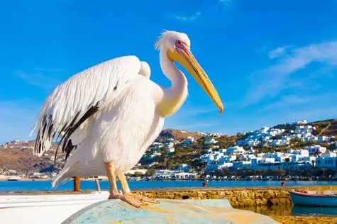 Spot Pelicans at the Harbour