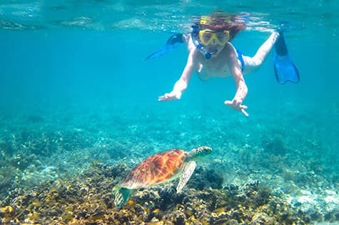 Swim with Turtles