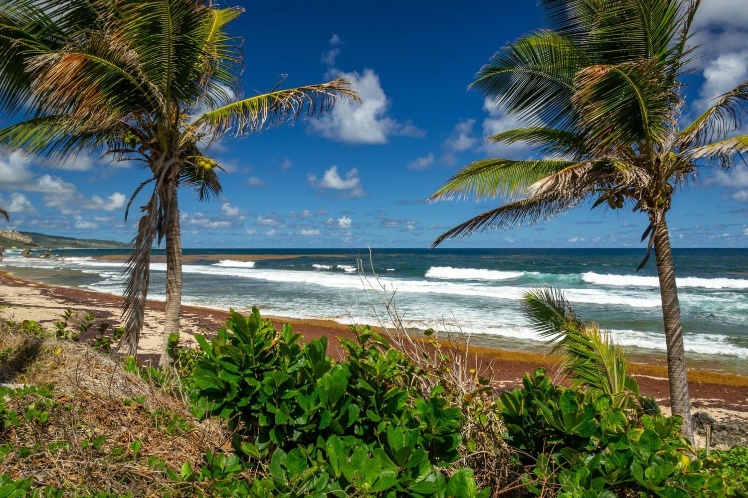 The Bathsheba Beach