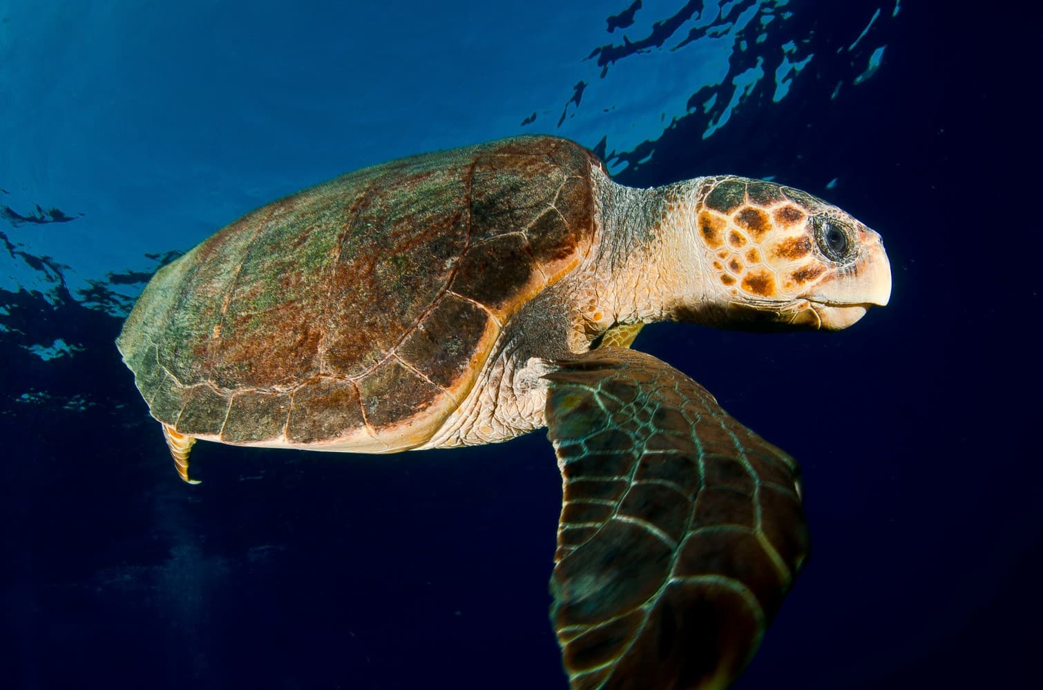 Zakynthos Marine Park